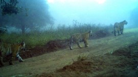 tigress In Ranthambore, Tigress T-2307 is spotted with first litter of three cubs