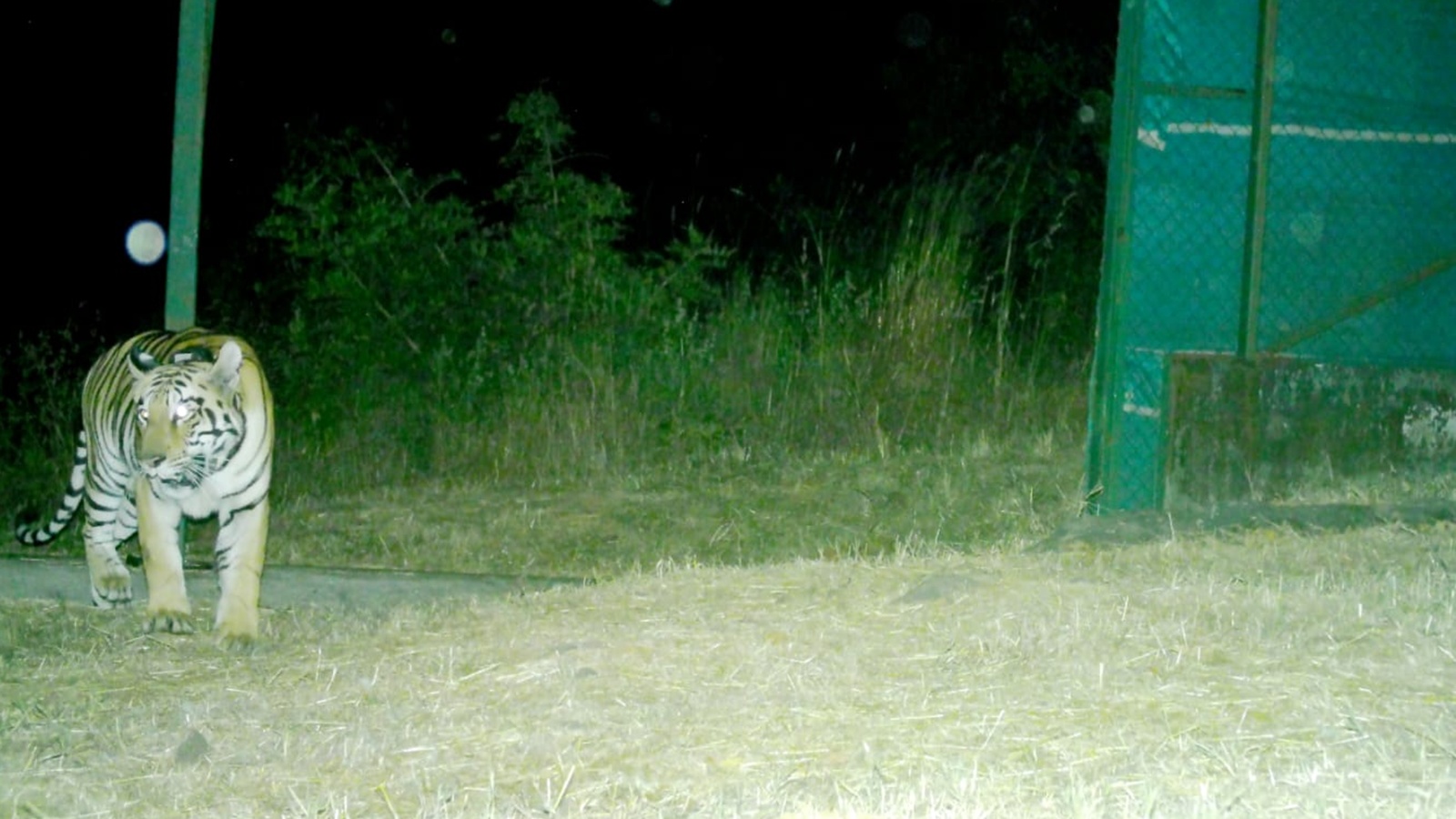 Tigress Tara Released in Maharashtra’s Chandoli National Park