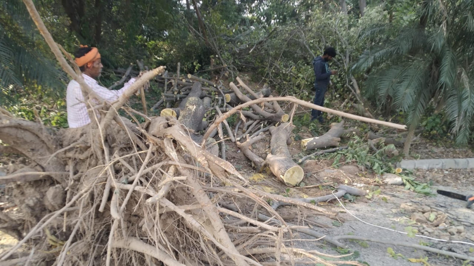 NGT stays further felling of trees at a Ludhiana distributary | Chandigarh News