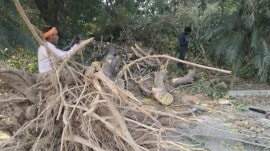 felling of trees at a Ludhiana distributary, Ludhiana distributary, Ludhiana distributary trees felling, distributary trees felling, Ludhiana, National Green Tribunal, Indian express news, current affairs