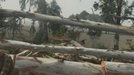 The environmentalists questioned the absence of a transparent and public afforestation plan to compensate for the trees cut in Fazilka.