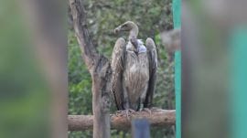 A Jatayu (long-billed vulture ) that was released in the Pench Tiger Reserve on December 11 reached 38 km away from Anjaneri on Saturday