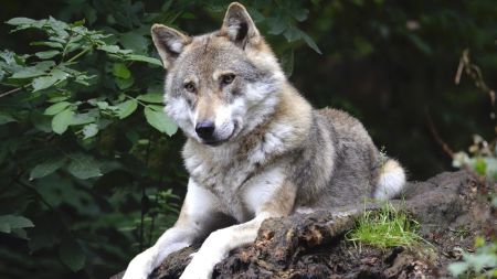 Wolf attacks return to haunt a Bahraich tehsil, infant is fourth victim in last 10 days