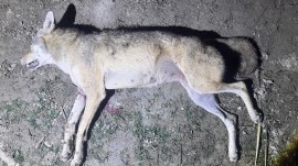 Two wolves shot dead in Bahraich village in 48 hours