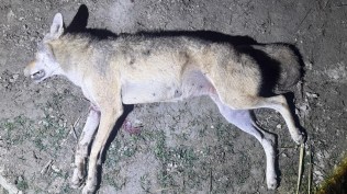 Two wolves shot dead in Bahraich village in 48 hours