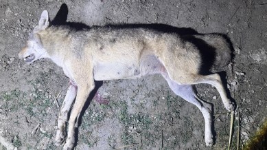 Two wolves shot dead in Bahraich village in 48 hours