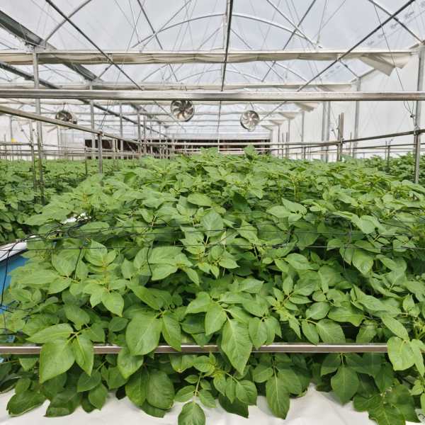 The Bathinda facility is among the largest aeroponic potato seed units in the region.