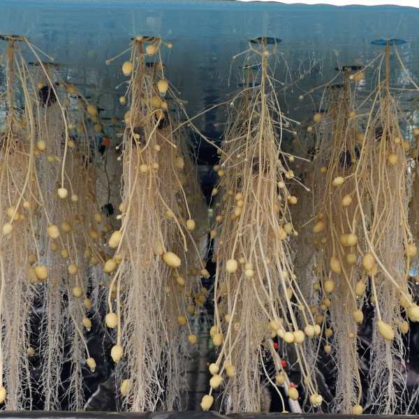 The unit became operational in 2023, Ramandeep said, adding that the first harvest was taken in early 2024.