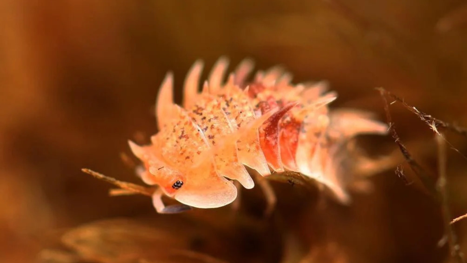 Exotic Armored Pets Face Poaching Threat as Illegal Trade Booms