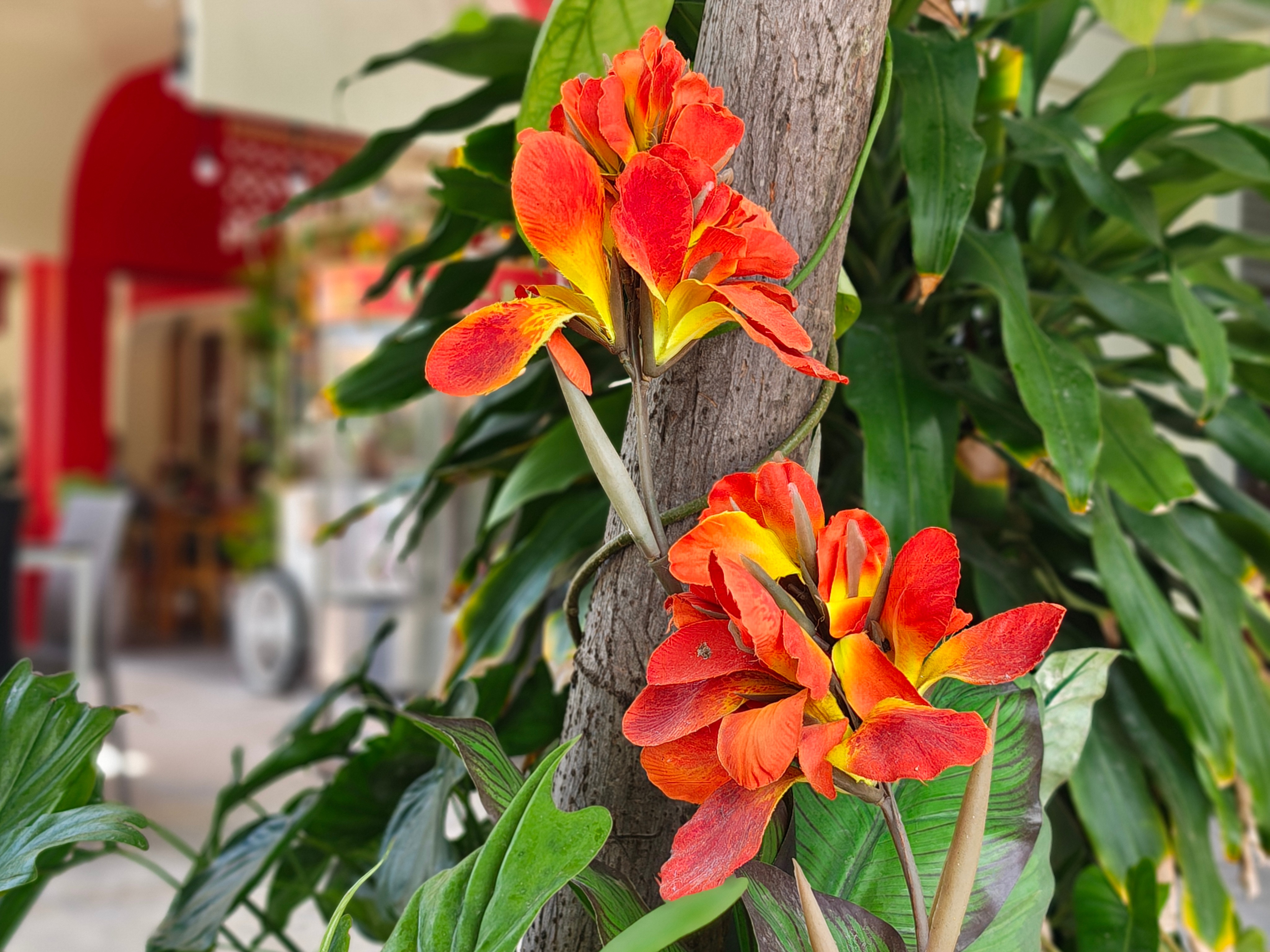 Muestra de cámara Motorola Signature