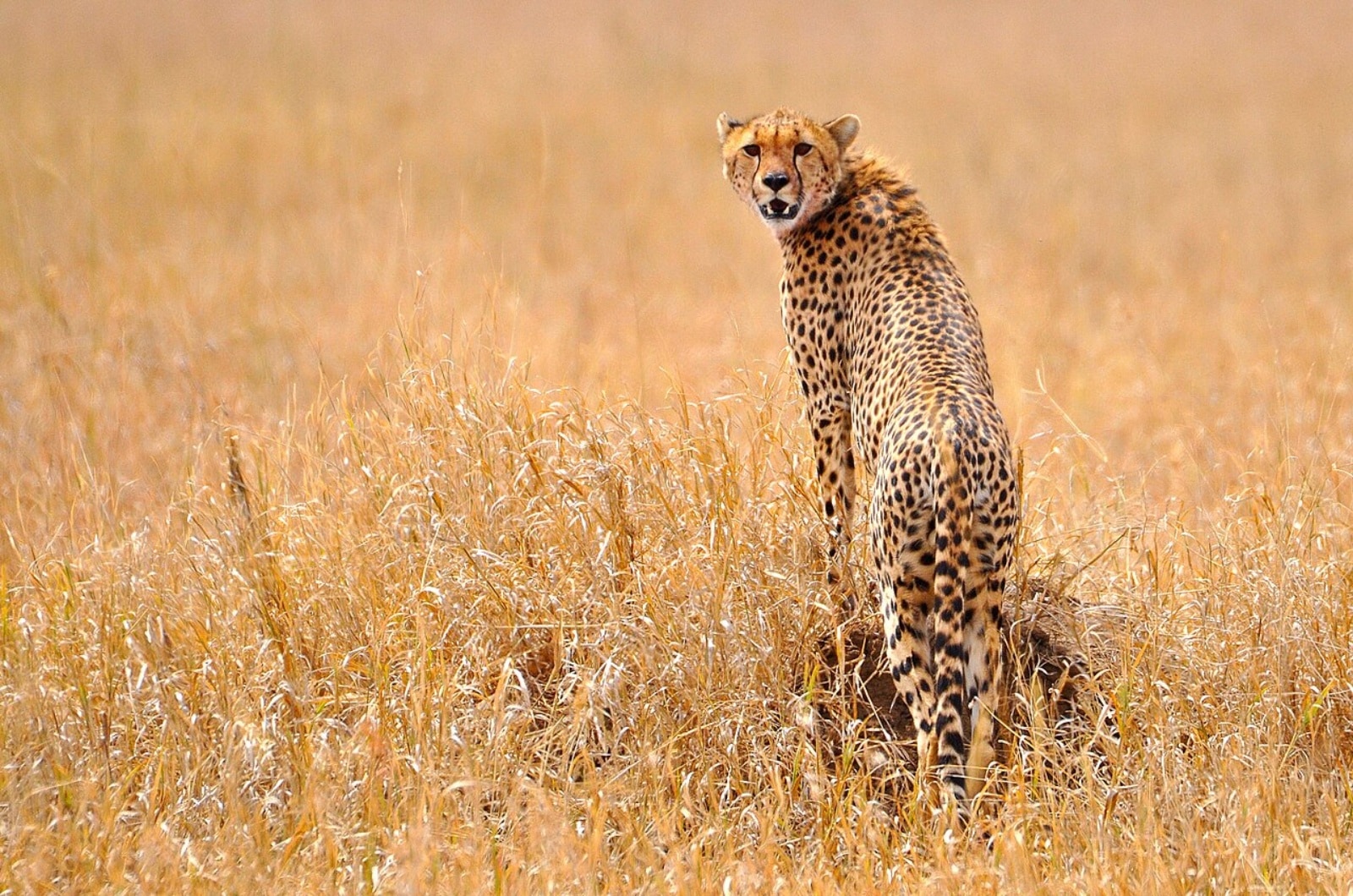 South African cheetahs to be unveiled for public viewing at Bannerghatta Zoo from June 4