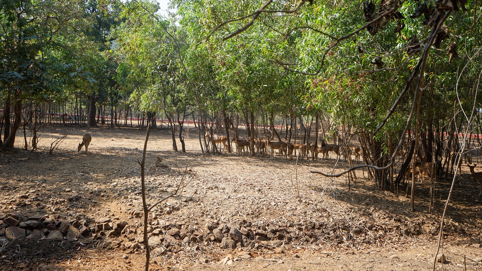 Gujarat's Tiger Triumph: How the State Secures Its Big Cat Legacy After 33 Years