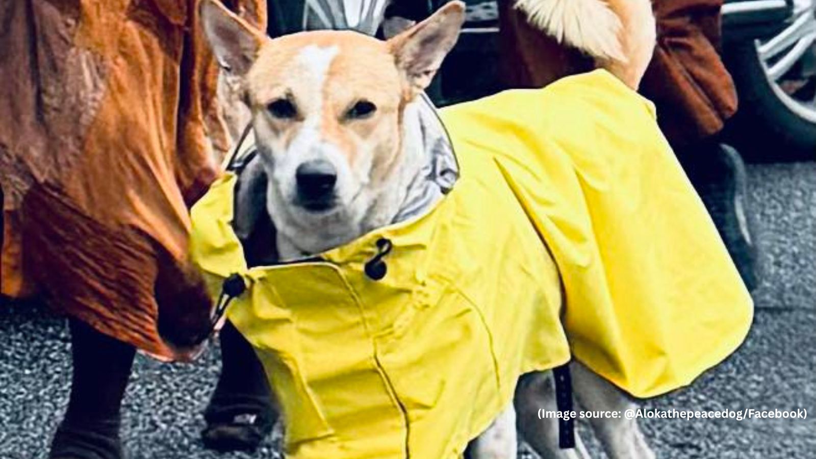 Aloka the Peace Dog's 2,300-Mile Journey