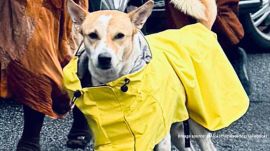 During the march, Aloka was struck by a car and later fell seriously ill