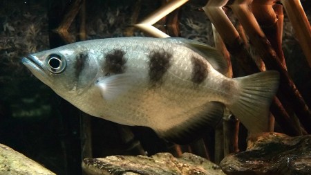 Archer fish