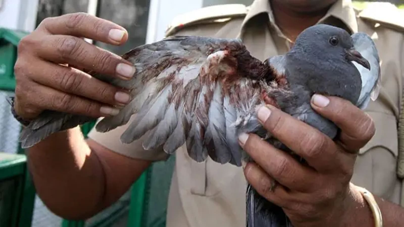 ‘Karuna Abhiyan’: Gujarat deploys 8,500 personnel to rescue thousands of injured birds ahead of Makara Sankranti