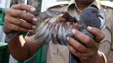 'Karuna Abhiyan': Gujarat deploys 8,500 personnel to rescue thousands of injured birds ahead of Makara Sankranti