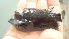 A barreleye fish