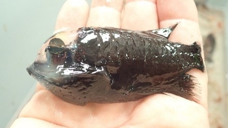 A barreleye fish