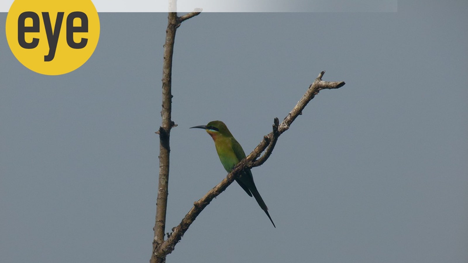 Meet the bee-eaters: India’s dazzling aerial hunters with a taste for bees