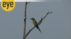 The chestnut headed bee eater