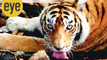 Animals like lions, tigers, leopards and cheetahs rigorously patrol specific territories by scent marking on tree trunks and rocks and woe betide any intruder