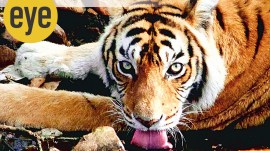 Animals like lions, tigers, leopards and cheetahs rigorously patrol specific territories by scent marking on tree trunks and rocks and woe betide any intruder