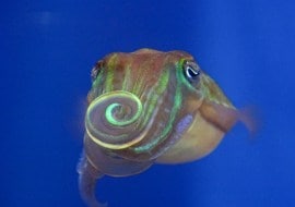 A New Way to Flirt: Dazzle Potential Mates With Patterns Invisible to Humans