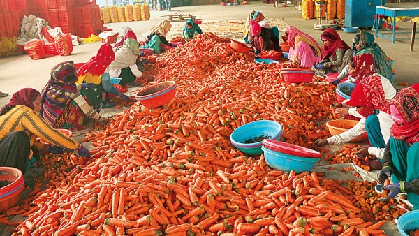 Subhash Chander Deswal, carrot farm, Haryana carrot farm, former Army man carrot farm, Carrot King, carrot cultivation, Indian express news, current affairs