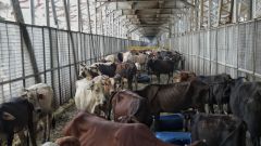 Cattle transporter lynched on Jharkhand-Bihar border, family says targeted for his faith