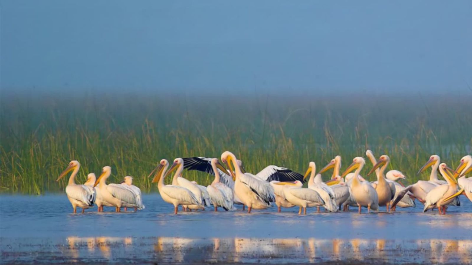 Chhari-Dhand Bird Sanctuary in Kutch Named Gujarat's 5th Ramsar Site