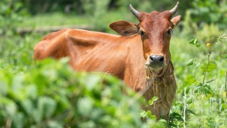 cow vigilantism, Karnataka right-wing group, Karnataka migrants
