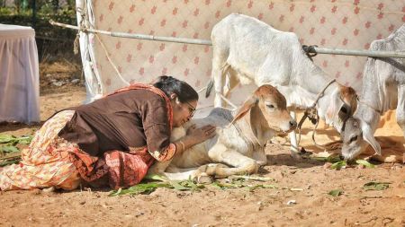 Cow products, cure cancer, Bhopal, Madhya Pradesh government, Nanaji Deshmukh Veterinary Science University, Cow dung and urine, Indian express news, current affairs