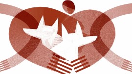 street dogs issue, street dogs issue solution, stray dogs, stray dog shelters, stray dog vaccination, stray dog SC verdict, Supreme Court dog ruling, Delhi dog management, stray dog menace, dog bite safety measures, Delhi-NCR dog rehabilitation, dog shelters infrastructure, stray dog control measures, municipal dog policies, dog welfare in Delhi, delhi news, India news, Indian express, current affairs