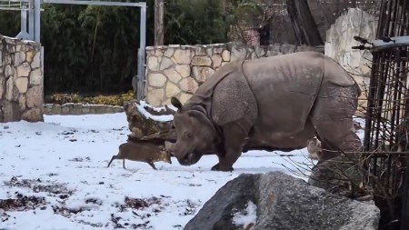 Deer takes on Rhino in Poland zoo