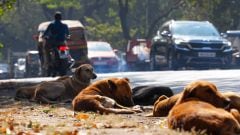 100 more stray dogs poisoned in Telangana, sarpanch among 3 booked