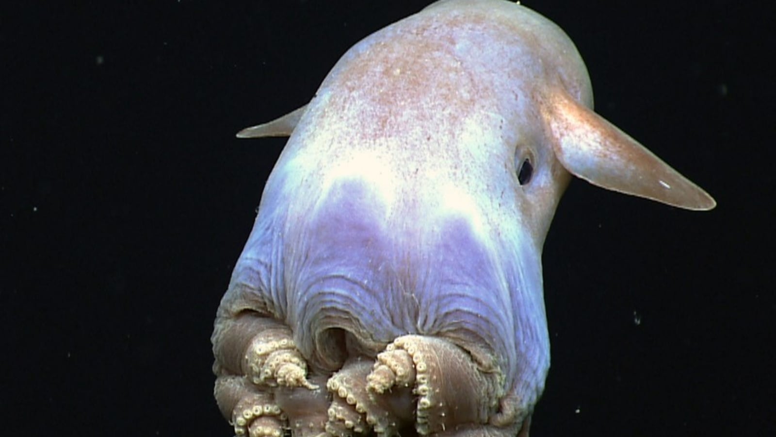  a dumbo octopus