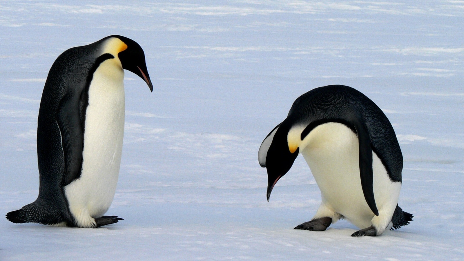 From long breakups to cheating partners: Animals with the most complicated love lives