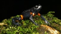 rarest frogs presumed dead, frogs presumed dead, Galaxy frogs, Melanobatrachus indicus, Western Ghats, kerala, frog deaths, wildlife conservation, Indian express news, current affairs