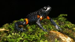 7 of world’s rarest frogs presumed dead, study blames rise in photo tourism