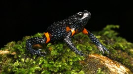 rarest frogs presumed dead, frogs presumed dead, Galaxy frogs, Melanobatrachus indicus, Western Ghats, kerala, frog deaths, wildlife conservation, Indian express news, current affairs
