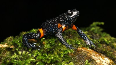 rarest frogs presumed dead, frogs presumed dead, Galaxy frogs, Melanobatrachus indicus, Western Ghats, kerala, frog deaths, wildlife conservation, Indian express news, current affairs
