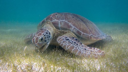Green sea turtle
