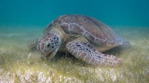 Green sea turtle