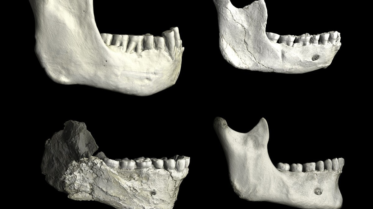 In a photo from Philipp Gunz, MPI EVA Leipzig, Hominin fosseils, clockwise from top left: Tighennif 3 from Algeria;l Thl-GH-10717 from Thomas Quarry in Morocco; one of a recent modern human; and Jebel Irhoud 11 from Morocco. (Philipp Gunz, MPI EVA Leipzig via The New York Times)