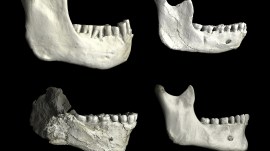In a photo from Philipp Gunz, MPI EVA Leipzig, Hominin fosseils, clockwise from top left: Tighennif 3 from Algeria;l Thl-GH-10717 from Thomas Quarry in Morocco; one of a recent modern human; and Jebel Irhoud 11 from Morocco. (Philipp Gunz, MPI EVA Leipzig via The New York Times)
