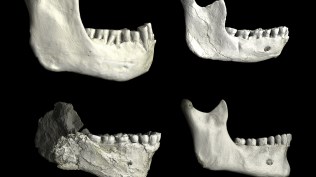 In a photo from Philipp Gunz, MPI EVA Leipzig, Hominin fosseils, clockwise from top left: Tighennif 3 from Algeria;l Thl-GH-10717 from Thomas Quarry in Morocco; one of a recent modern human; and Jebel Irhoud 11 from Morocco. (Philipp Gunz, MPI EVA Leipzig via The New York Times)