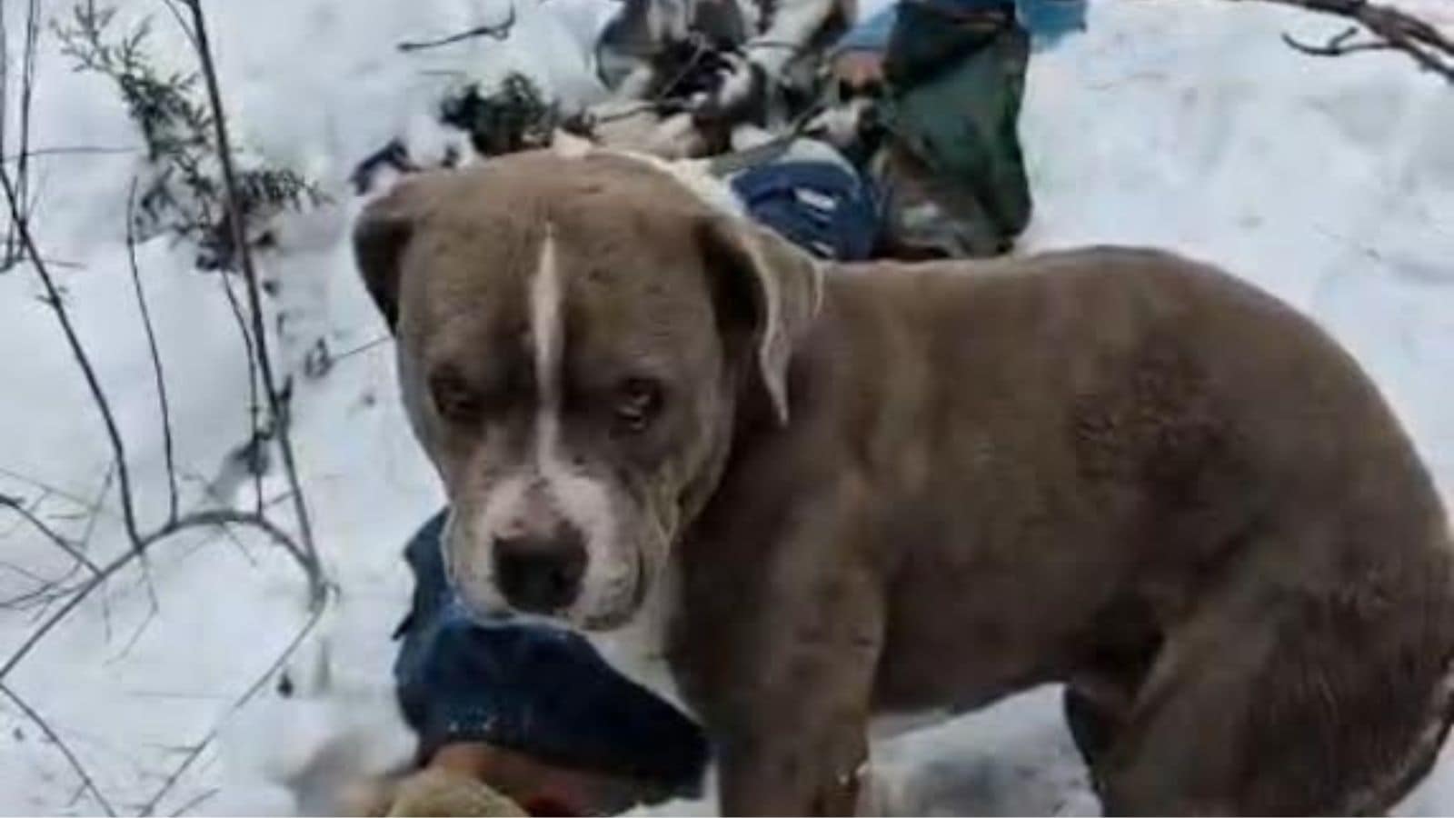 Pet dog guards teen’s body for four days in Himachal’s freezing snowfall