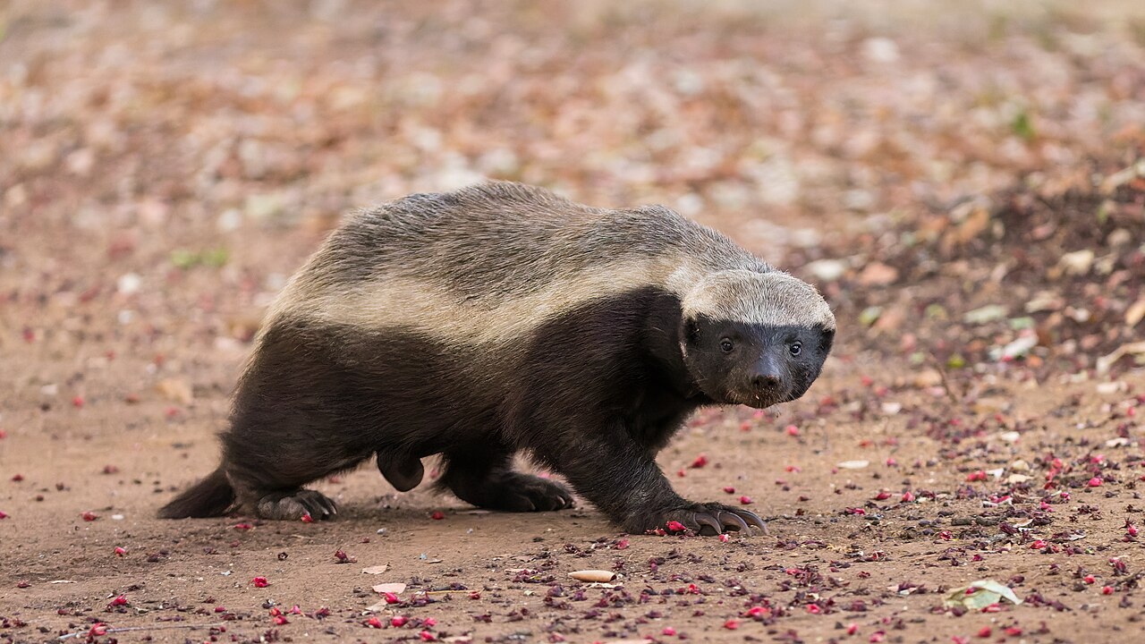 Five Animals That Are More Metal Than Your Favorite Rock Band
