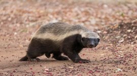 honey badger